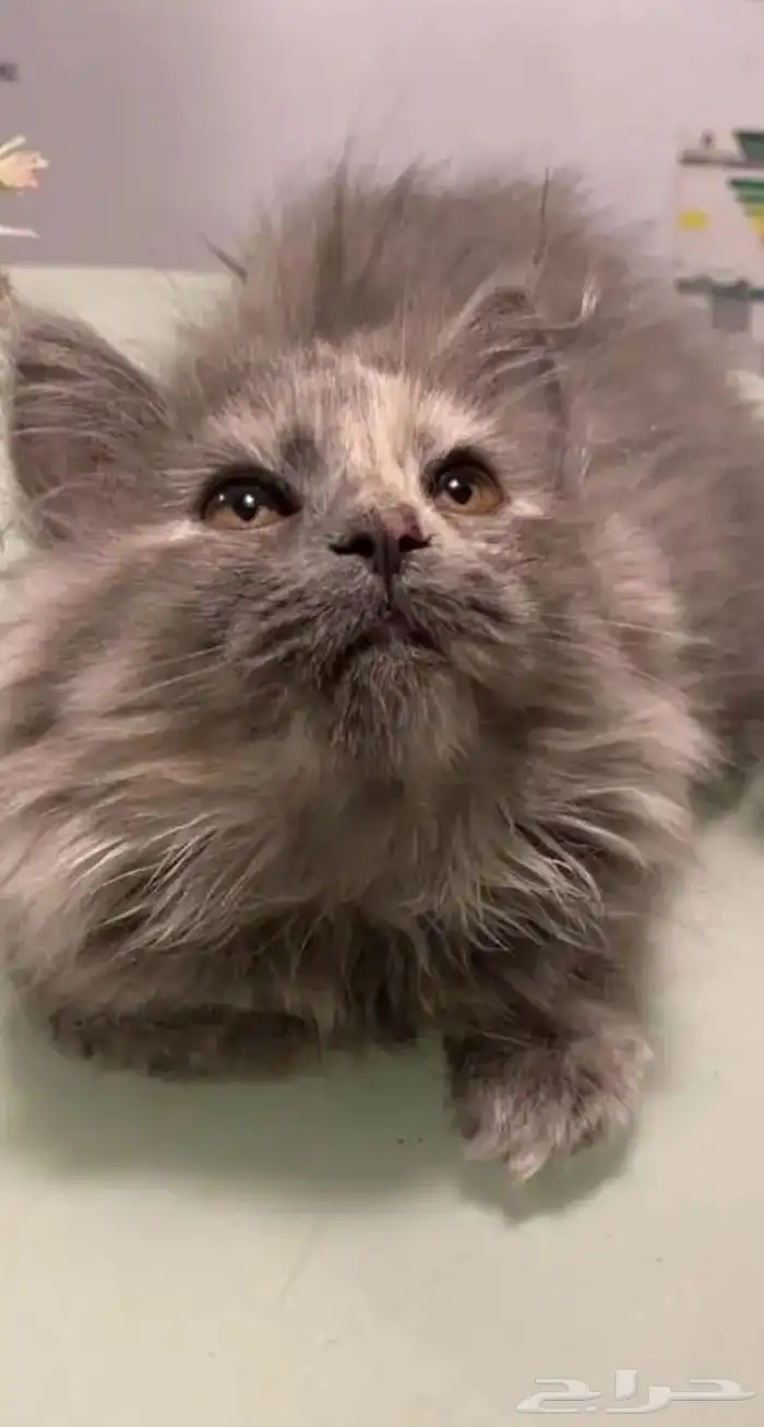 half sherazi half Scottish kittens for adoption 1