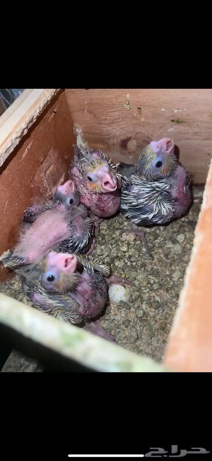 فروخ كروان 0