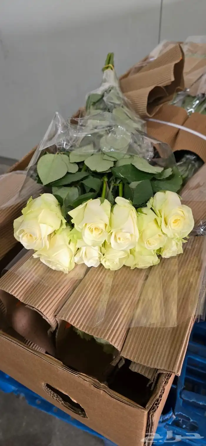 ورد كيني جملة الجملة ( استيراد ) 20