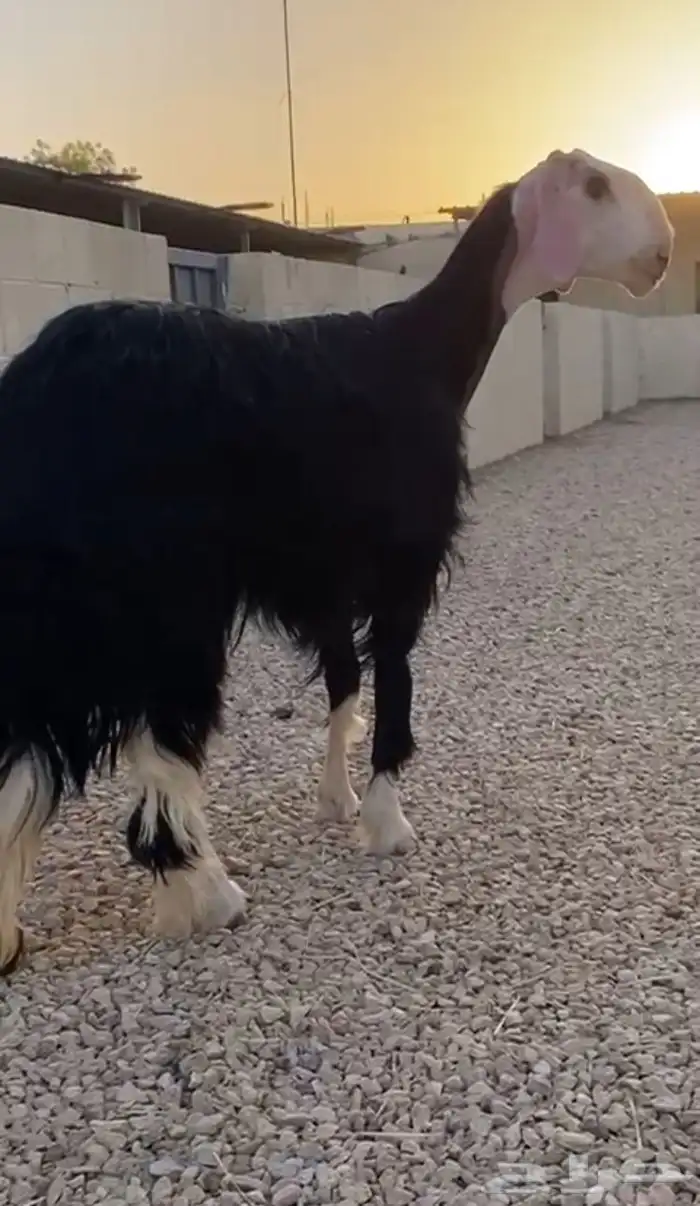 نجدية صنف للبيع دافع شرط على السونار السن جذعة 4