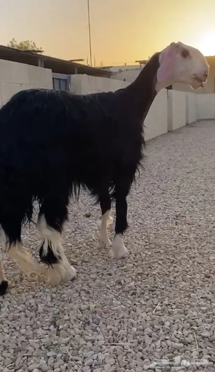 نجدية صنف للبيع دافع شرط على السونار السن جذعة 5