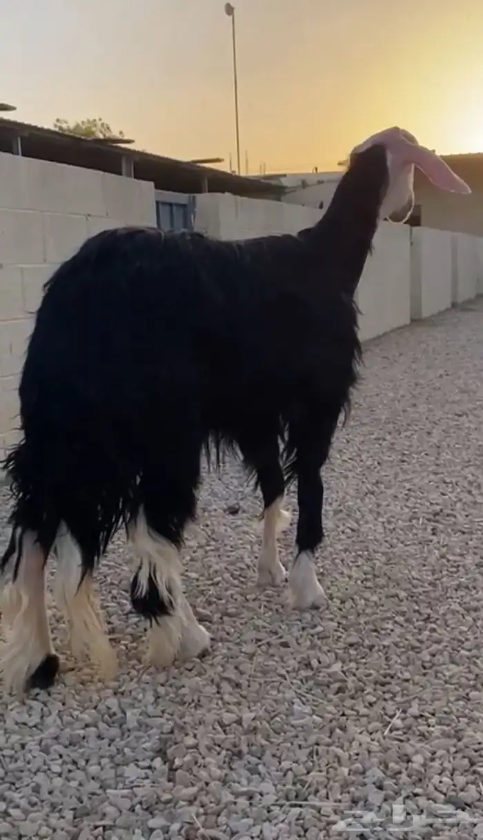 نجدية صنف للبيع دافع شرط على السونار السن جذعة 6