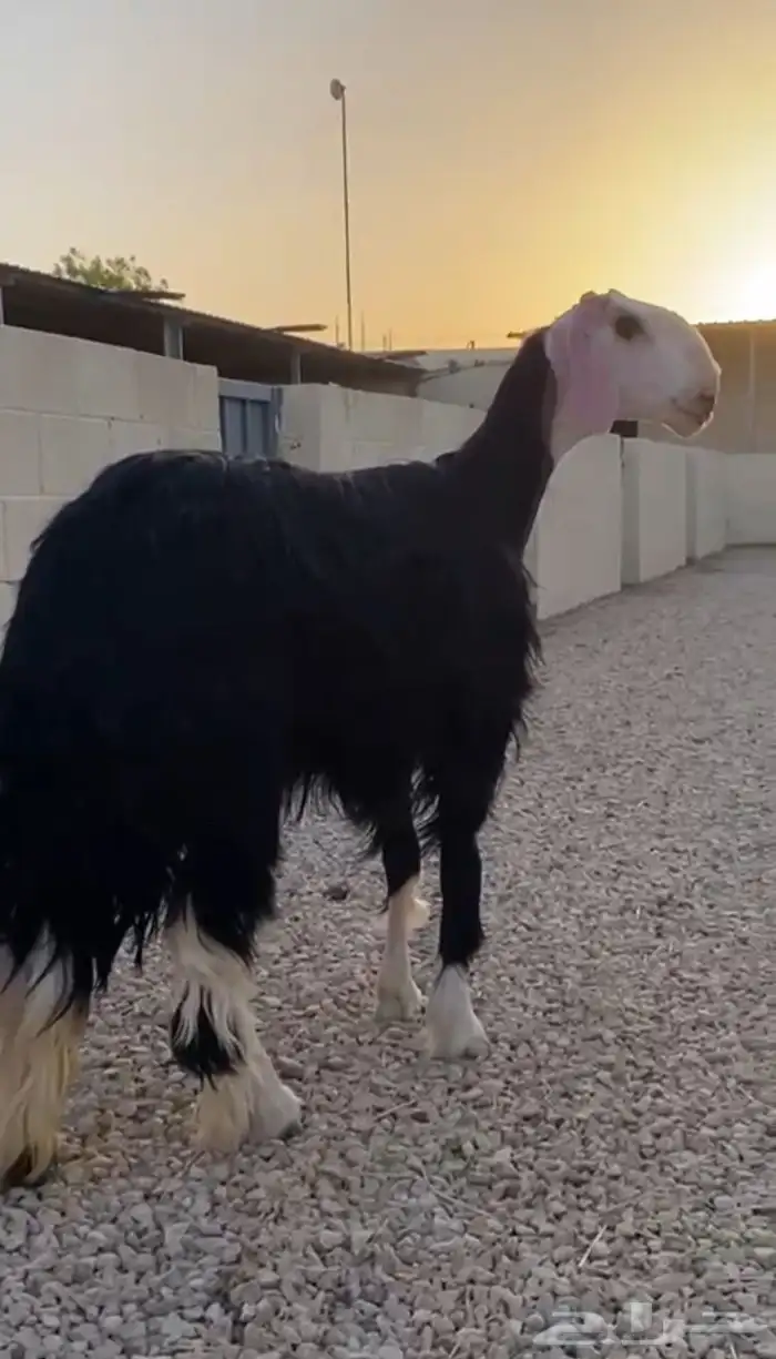 نجدية صنف للبيع دافع شرط على السونار السن جذعة 3