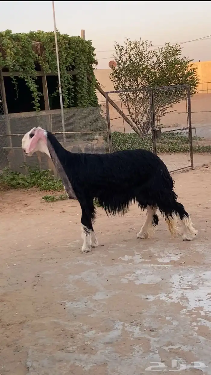 نجدية صنف للبيع دافع شرط على السونار السن جذعة 2