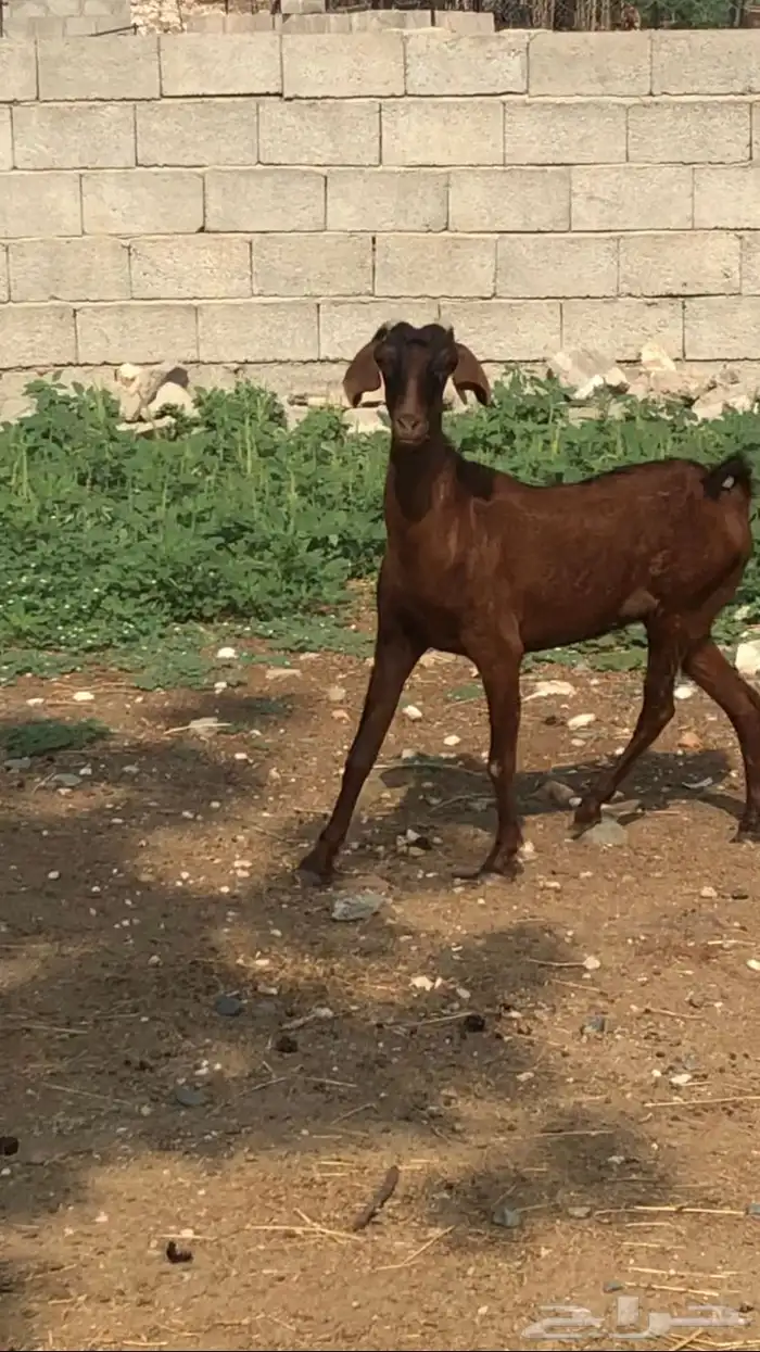 شاه دافع للبيع 1