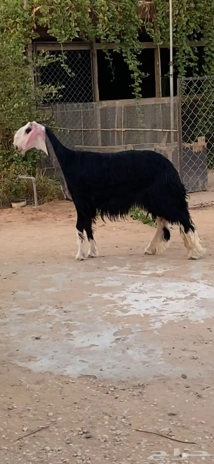 نجدية صنف للبيع دافع شرط على السونار السن جذعة 1