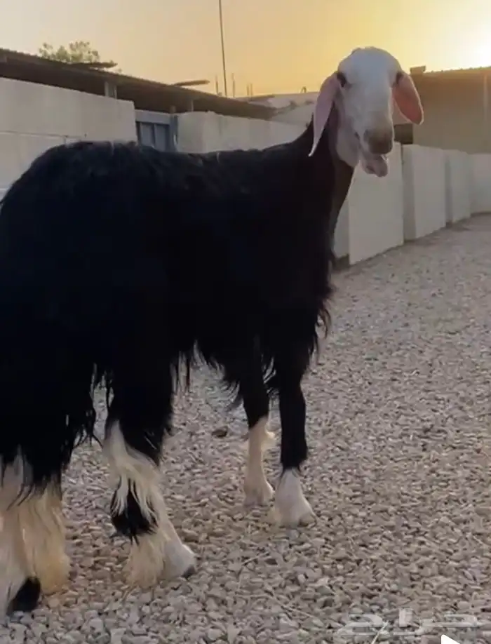 نجدية صنف للبيع دافع شرط على السونار السن جذعة 7