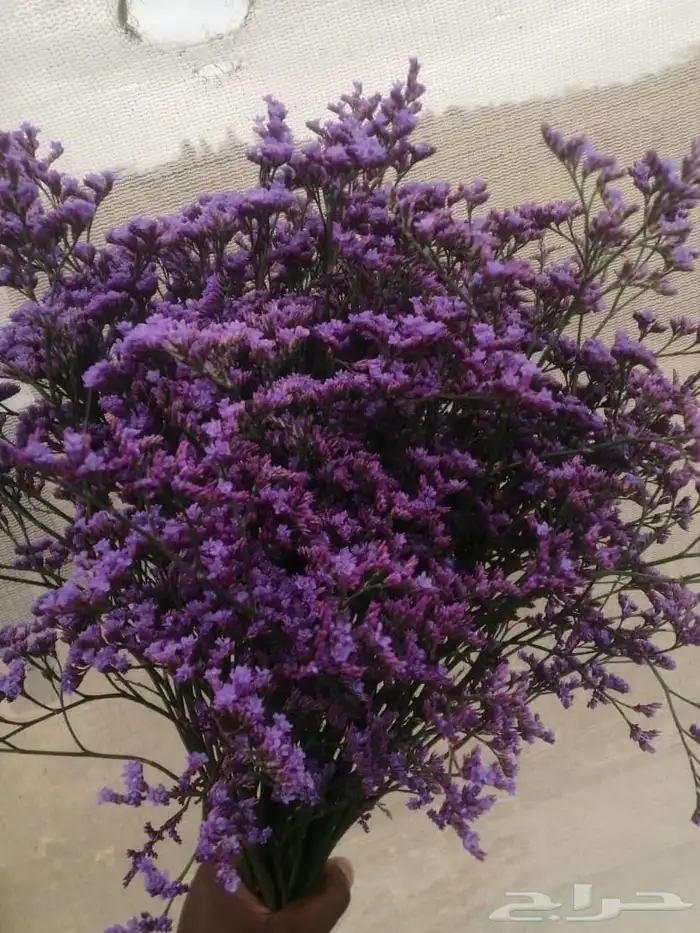 ورد كيني جملة الجملة ( استيراد ) 25