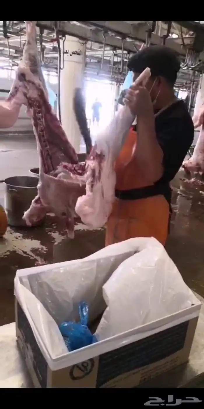 ذبائح نعيمي حرى تيس نجدي سواكني 1