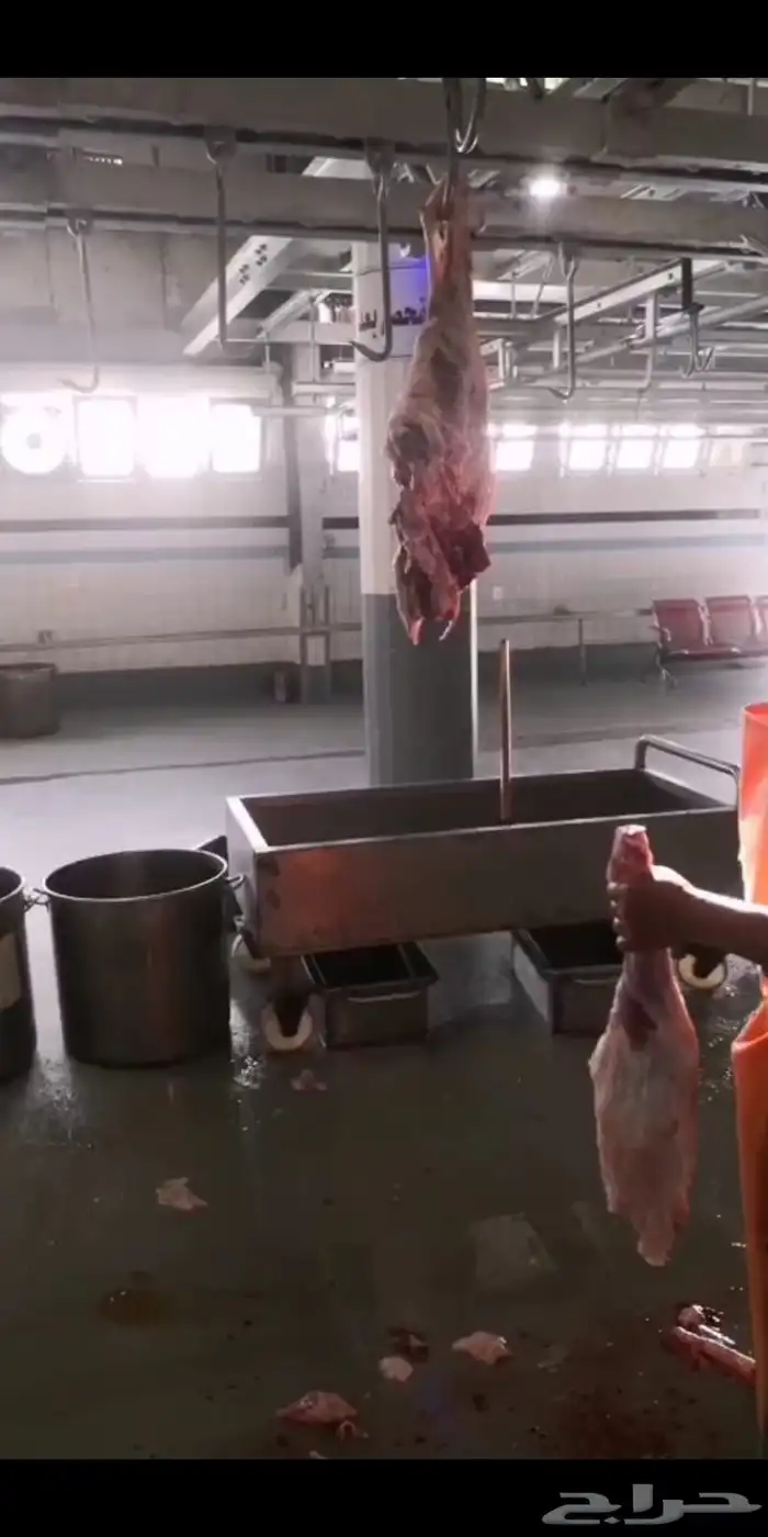 ذبائح نعيمي حرى تيس نجدي سواكني 3