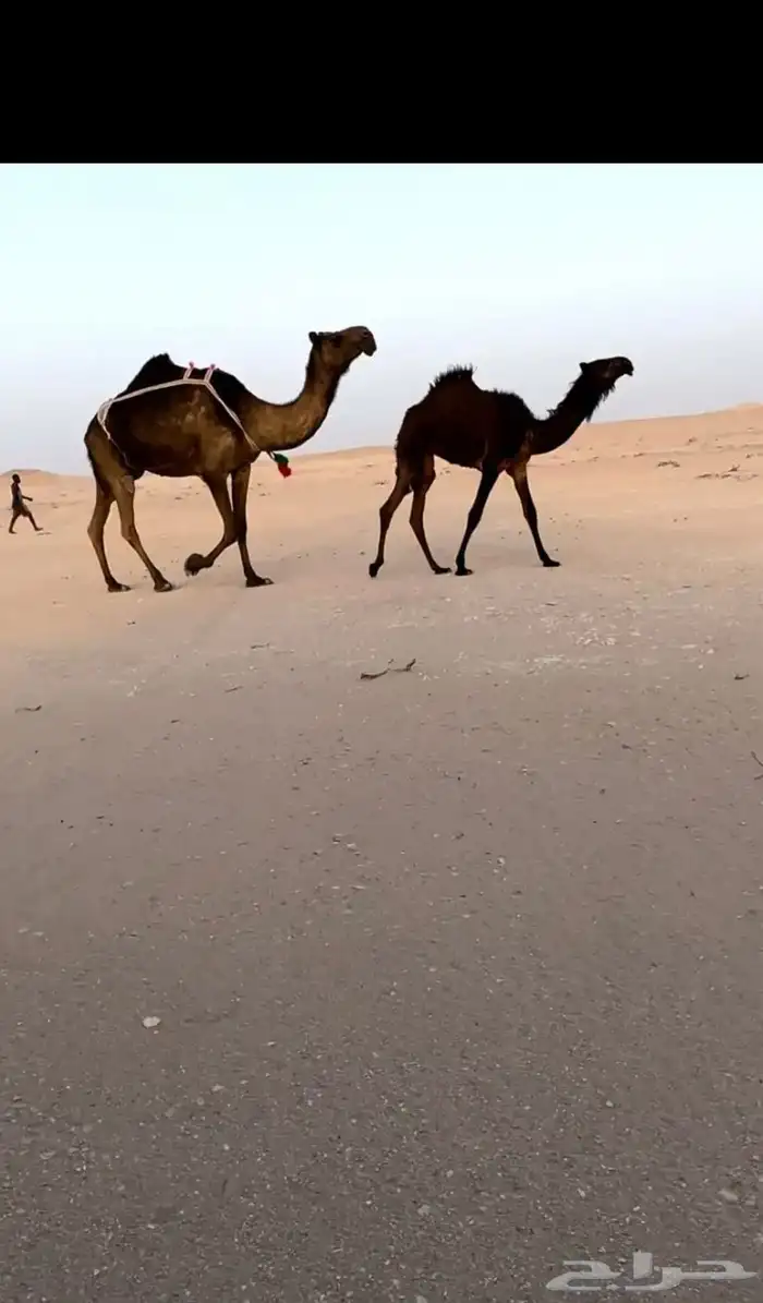مفروده طيبه جداء ومهاء طيبه 0