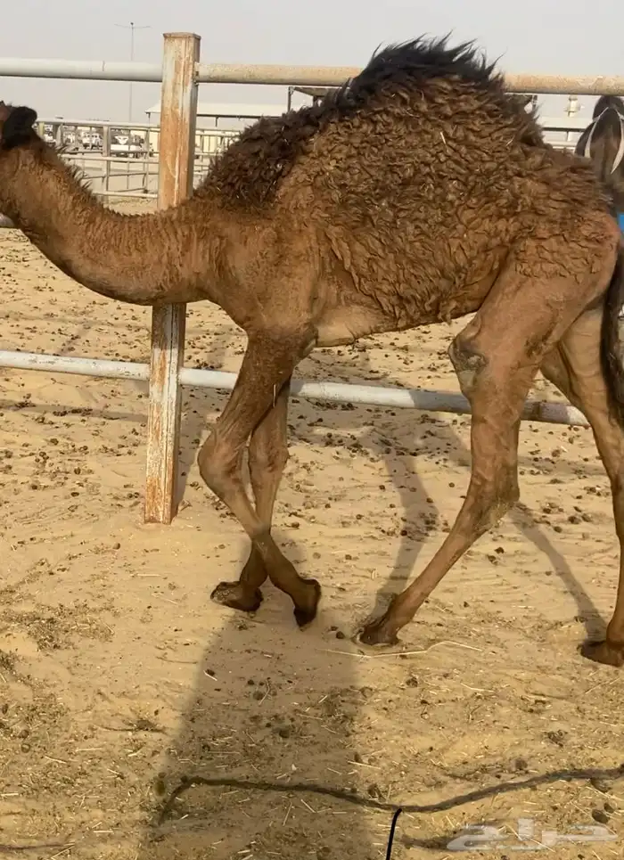 البيع قعدان طيبه 2