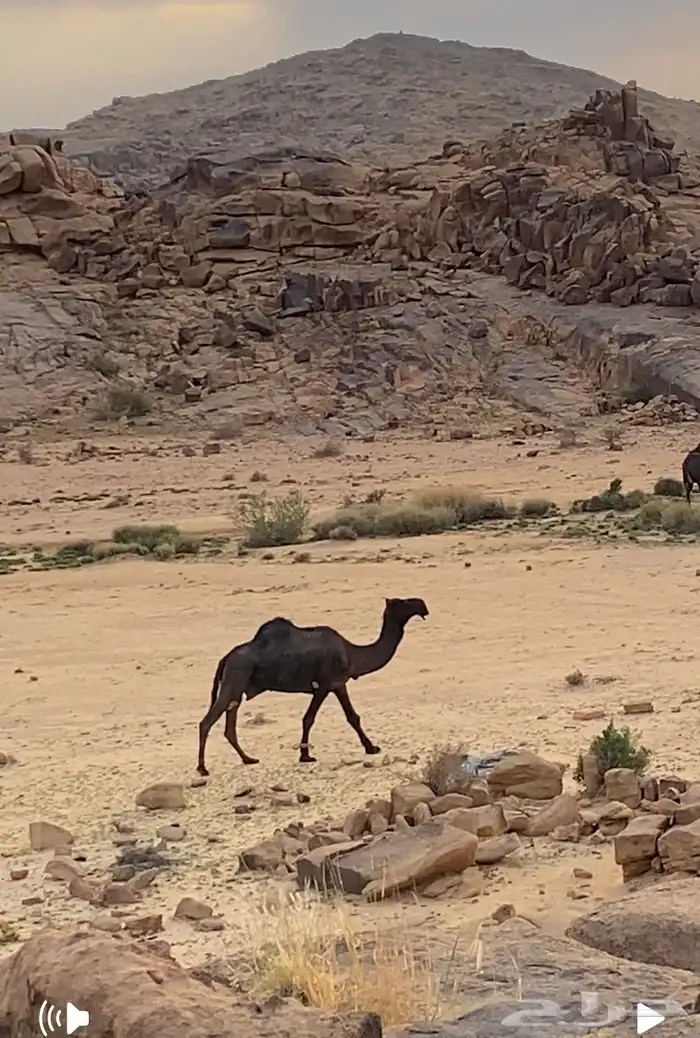 بعير مجهم 0