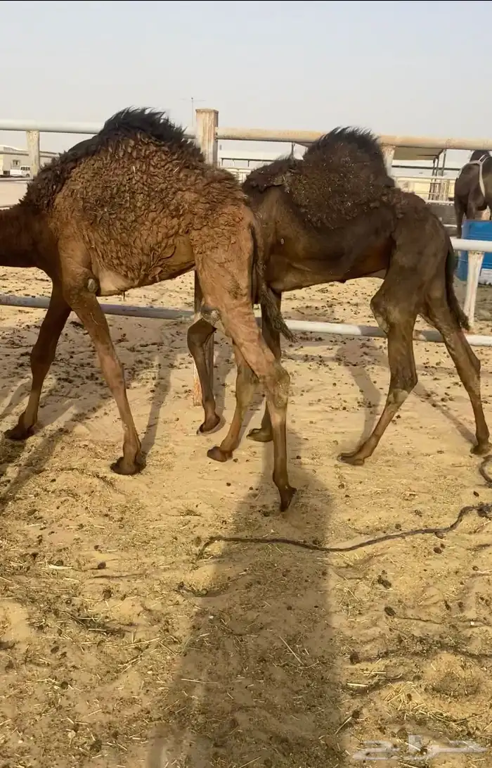 البيع قعدان طيبه 1