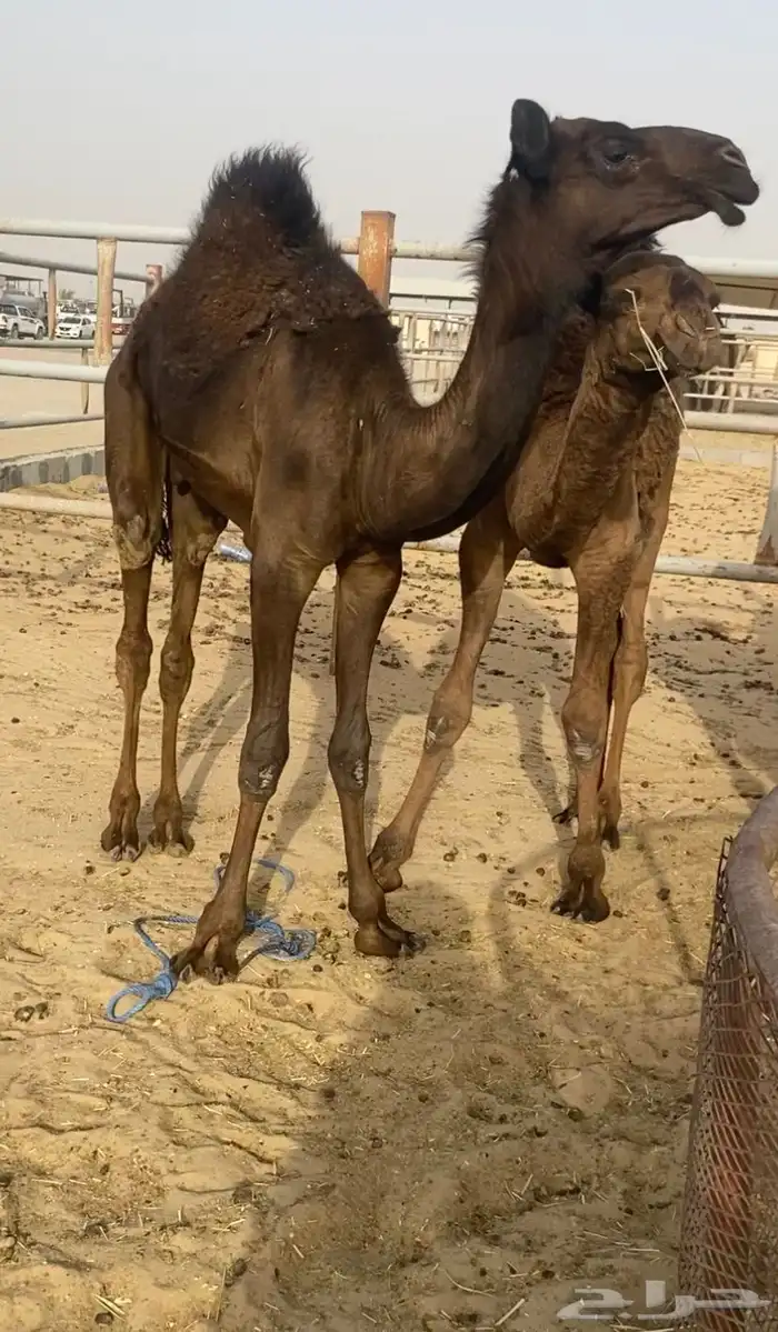 البيع قعدان طيبه 0
