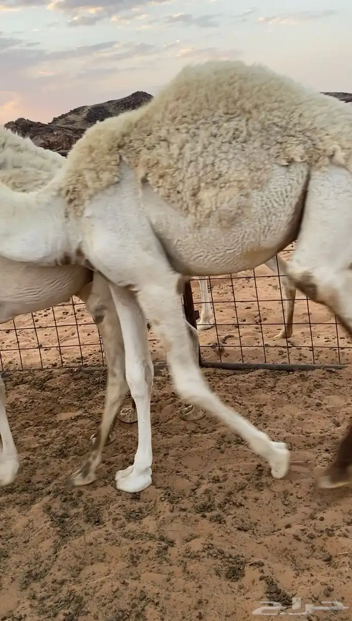 حشو فاخره 0