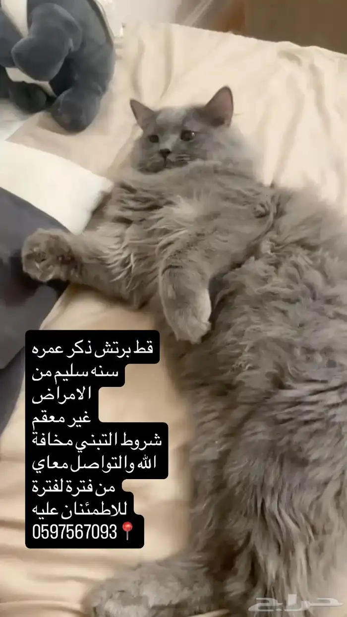 قط للتبني بريتش 0