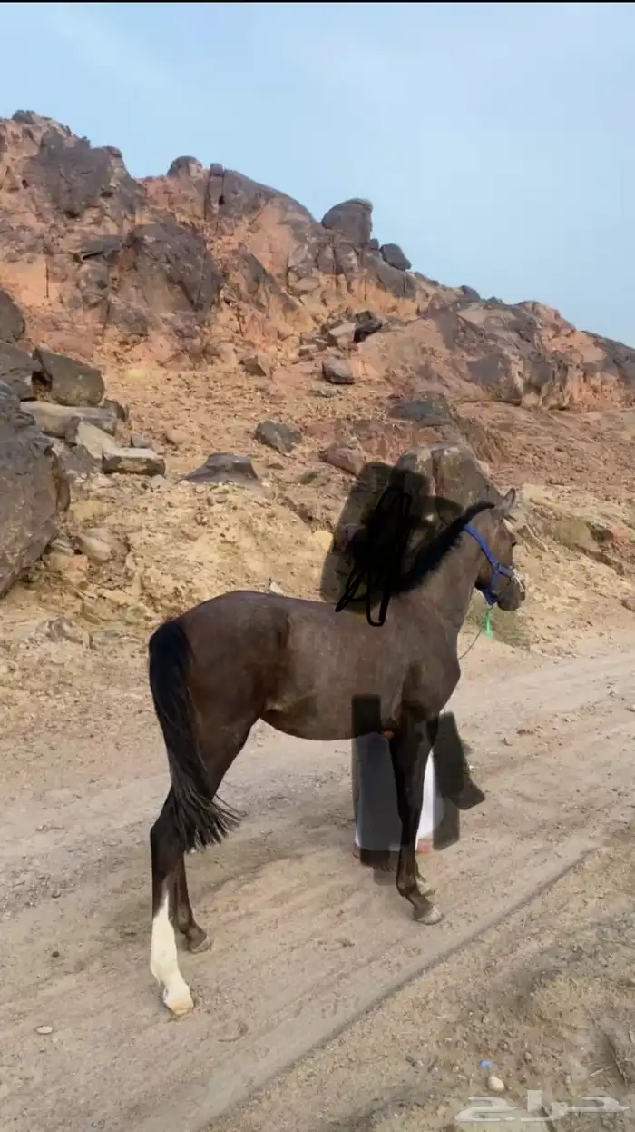 للبيع مهر كفو شعبي عمر سنه 3شهور 0