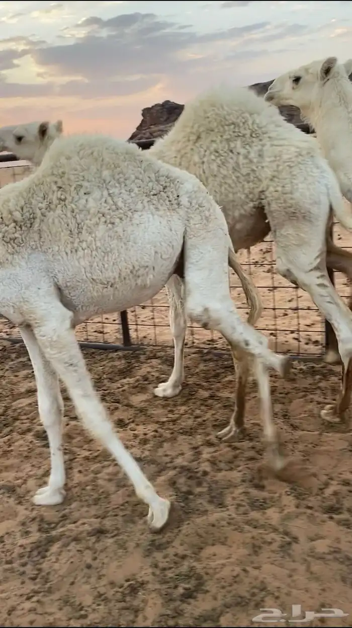 حشو فاخره 2