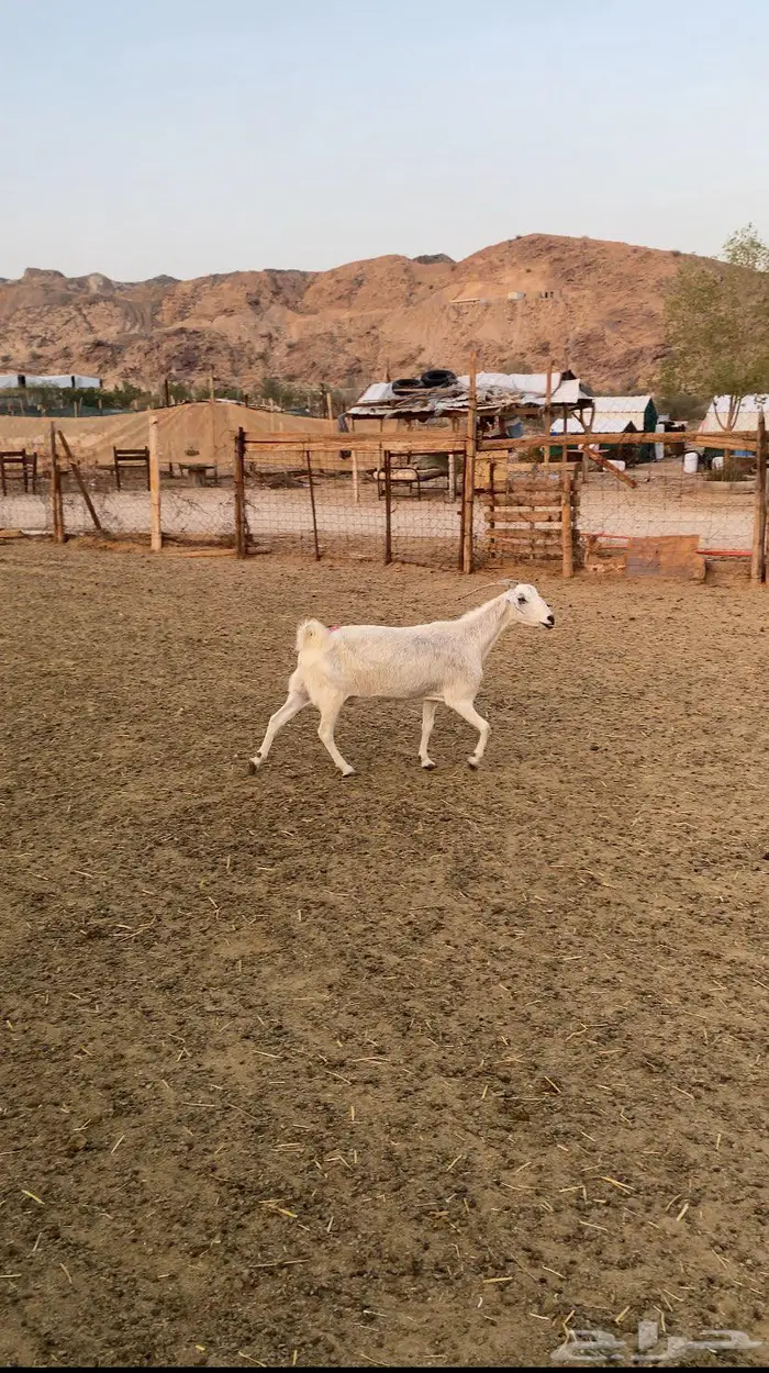معزا طيبه 0