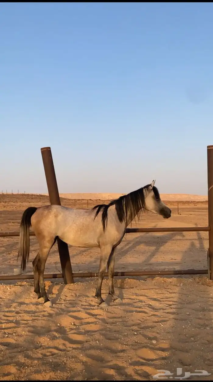 مهرة واهو بنت بديع الناصر 2