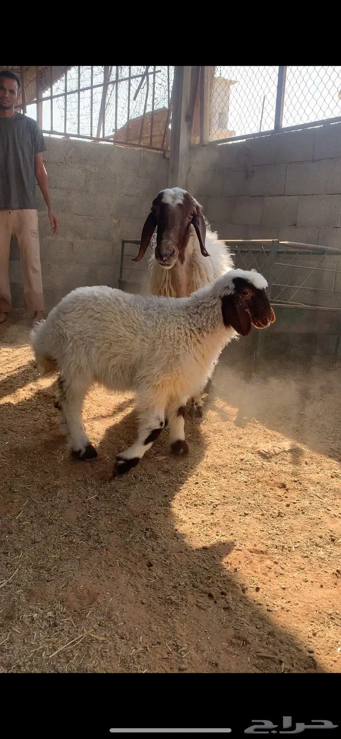 نعيميه متبع كفو جرم وديس فاخر معها بنتها 0