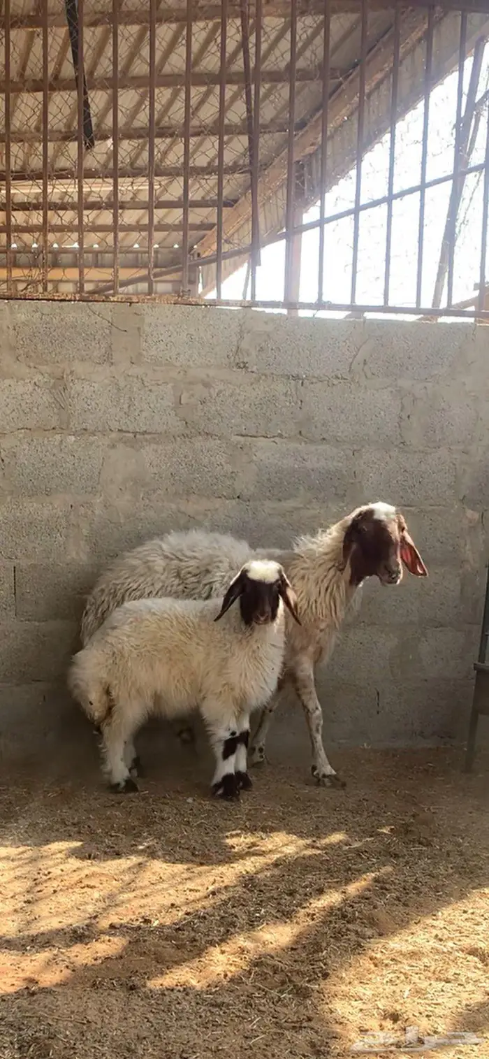 نعيميه متبع كفو جرم وديس فاخر معها بنتها 3