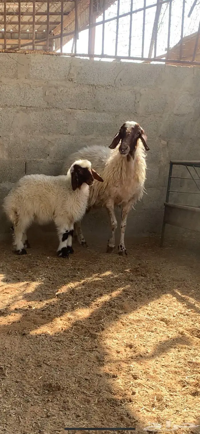 نعيميه متبع كفو جرم وديس فاخر معها بنتها 1