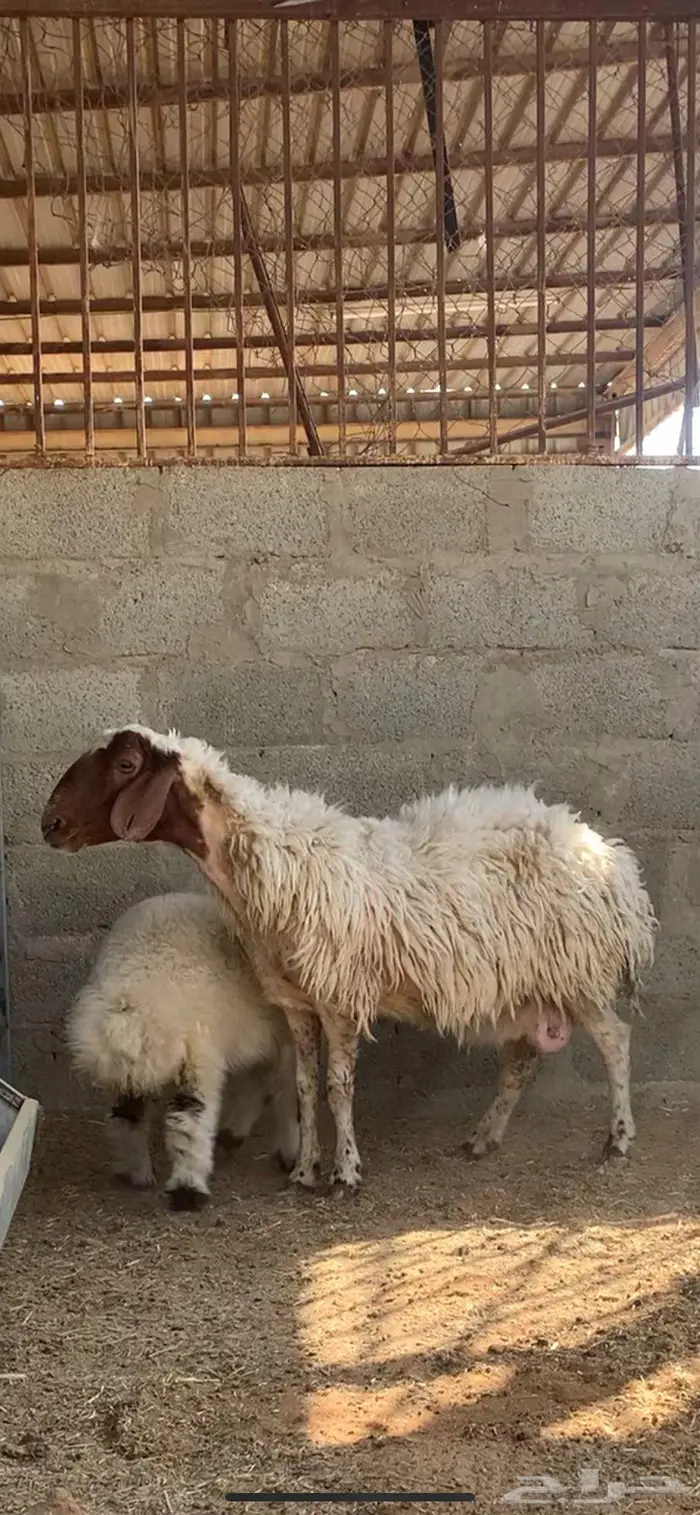 نعيميه متبع كفو جرم وديس فاخر معها بنتها 2