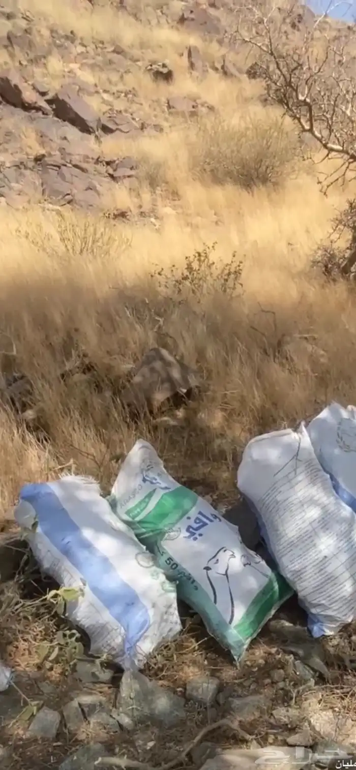بيشم للبيع 0