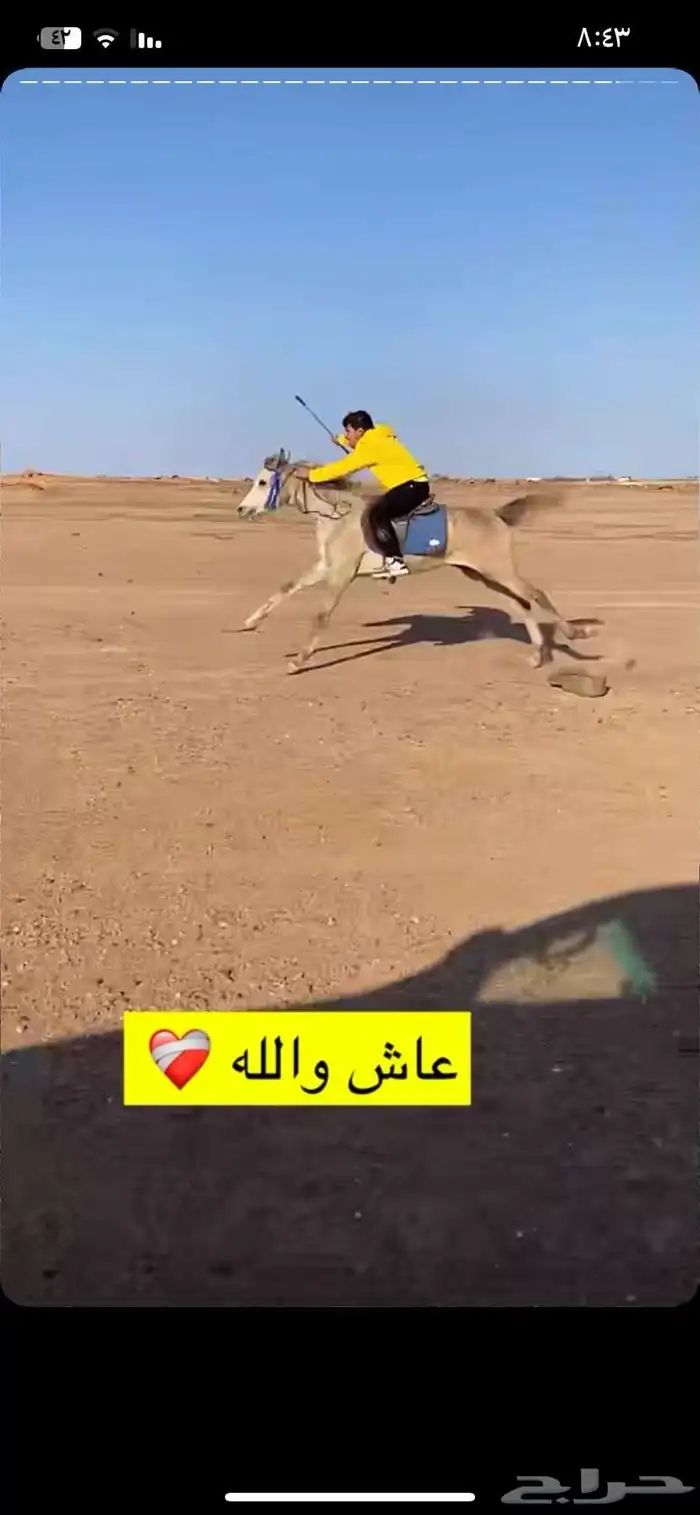 حصان واهو 1