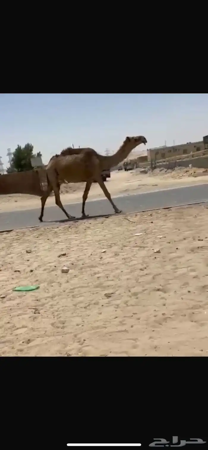 نياق طيبه 5