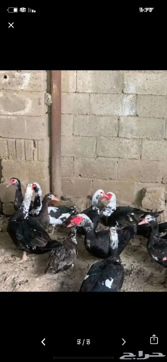 حمام 2