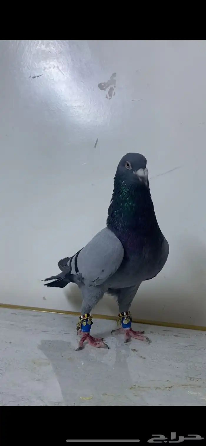 حمام شامي 0