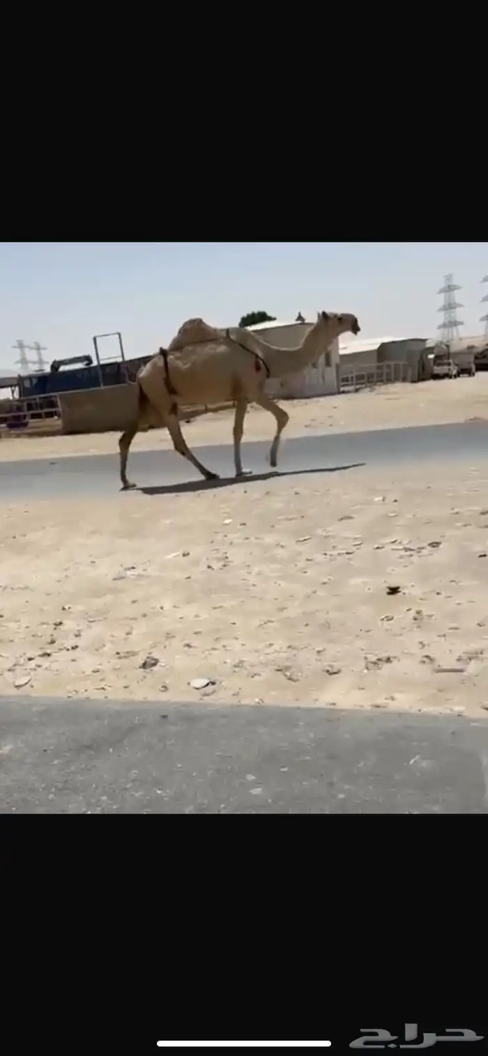 نياق طيبه 2