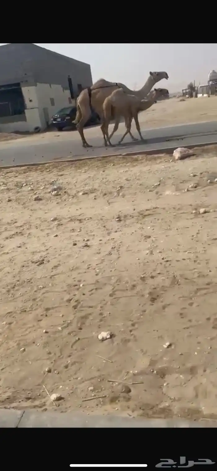 نياق طيبه 6