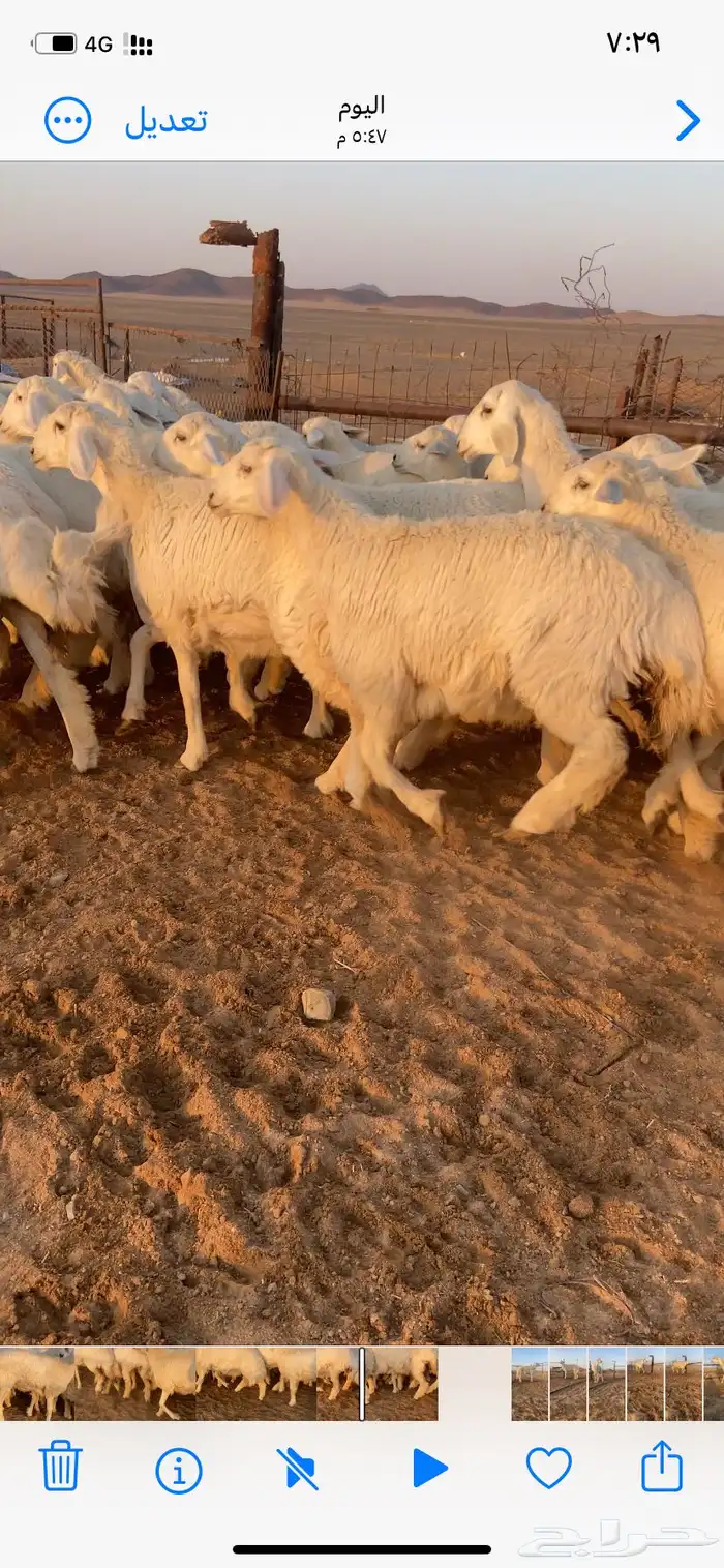 رخال صنف مقاني طيبه مراح واحد 0