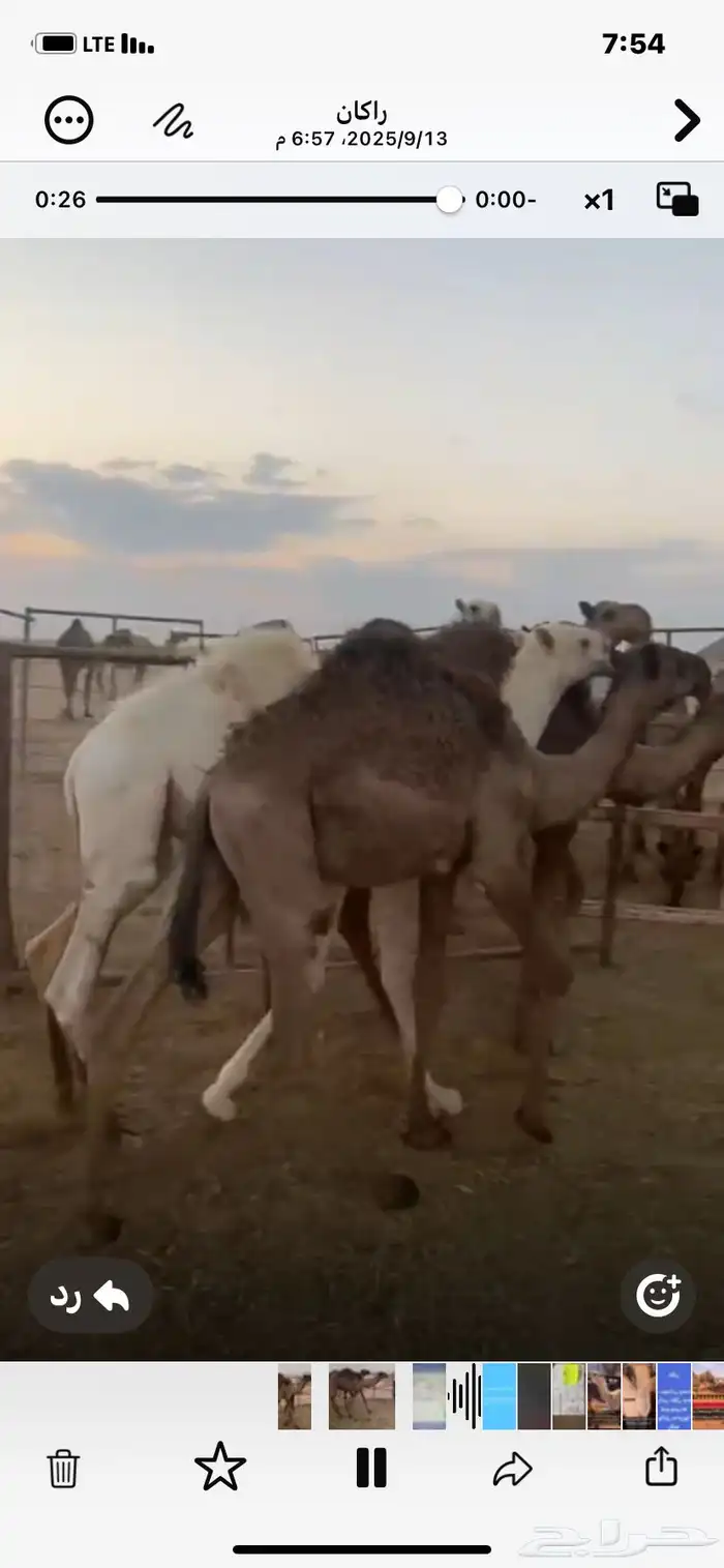 حشو لبانيات تحت امهاتهن 0