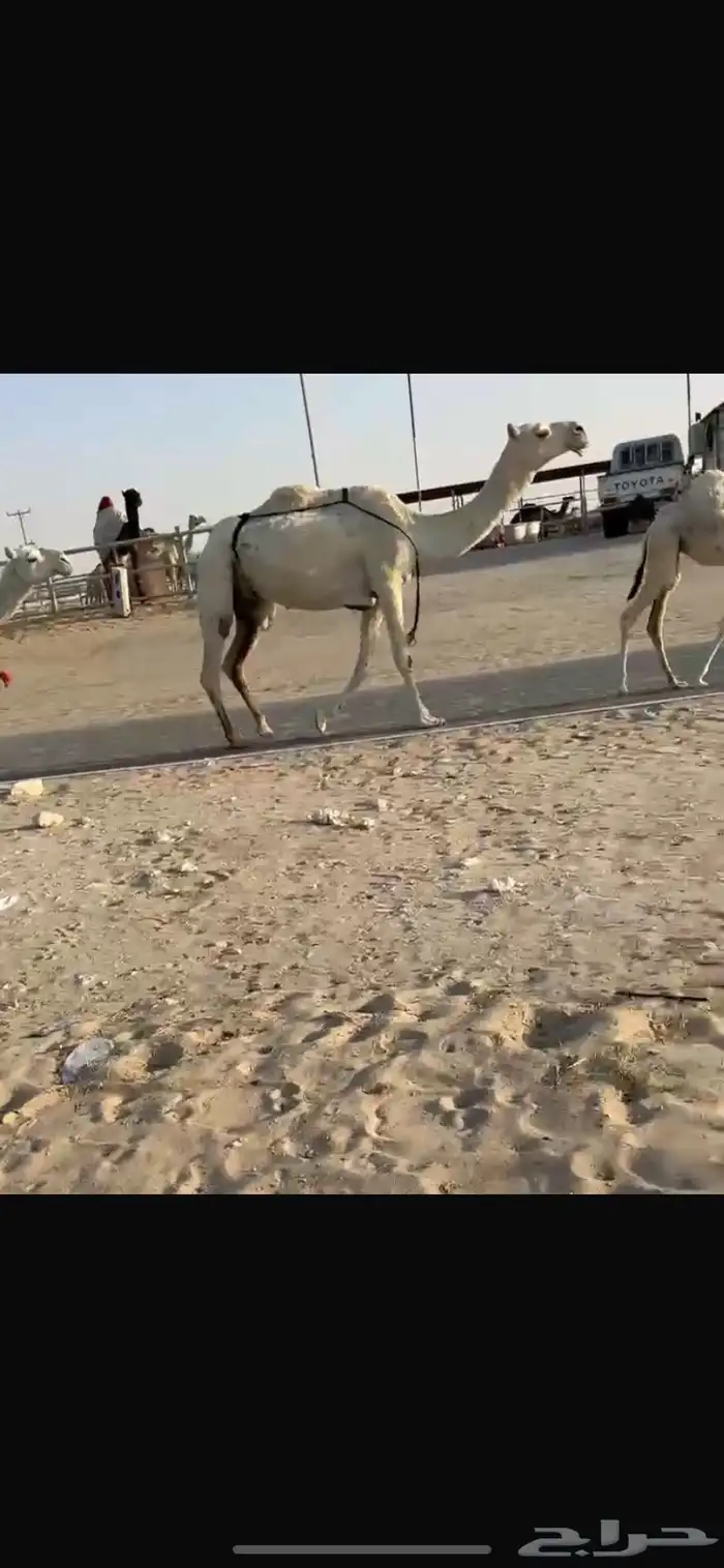 نياق طيبه 0