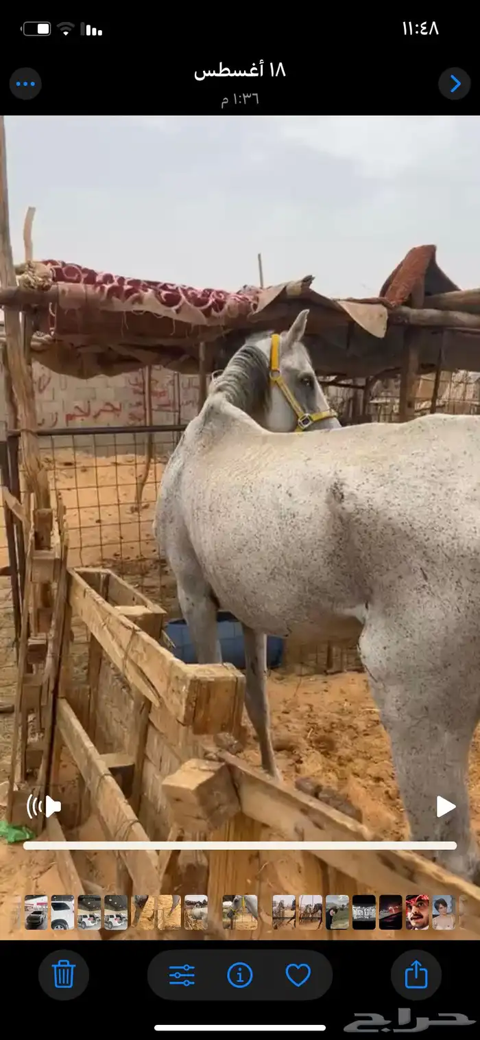 حصان للبيع سبب البيع محتاج دراهم مالي حد 2