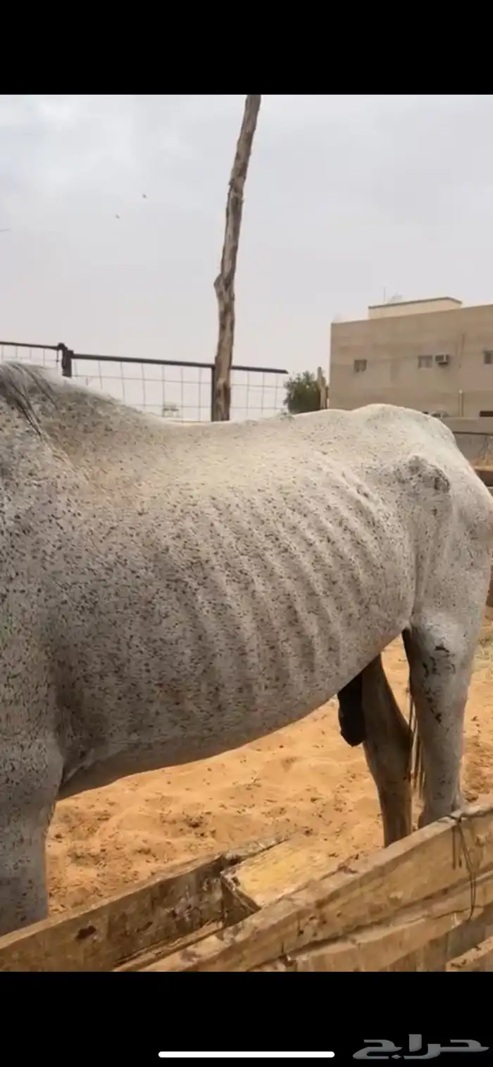 حصان للبيع سبب البيع محتاج دراهم مالي حد 3