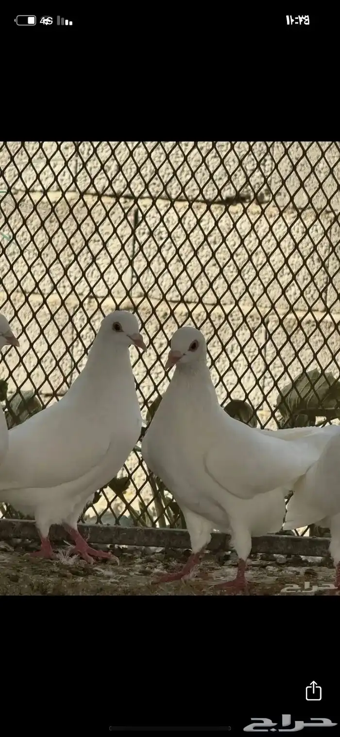 حمام 4