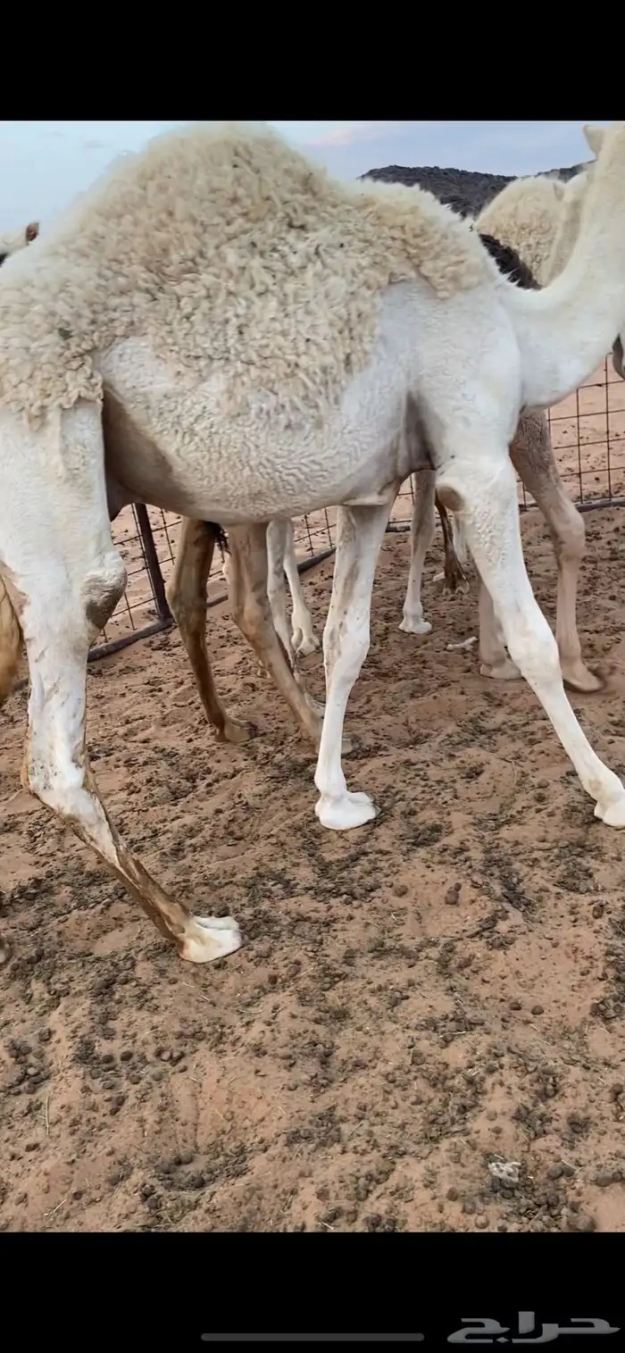 حشو فاخره 4