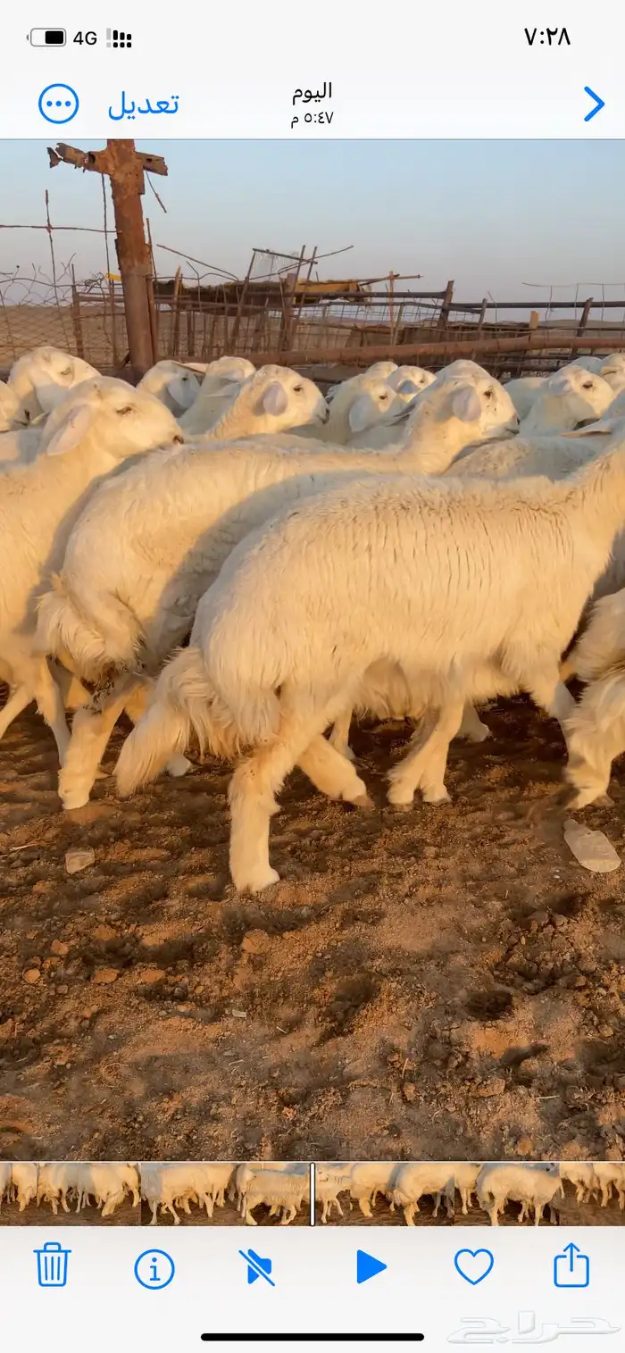 رخال صنف مقاني طيبه مراح واحد 4