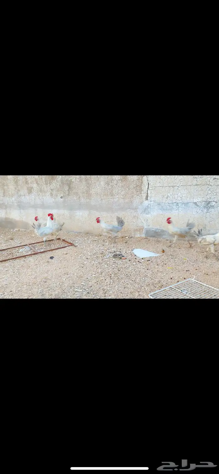 ديوك فيومي الامنيوم 1