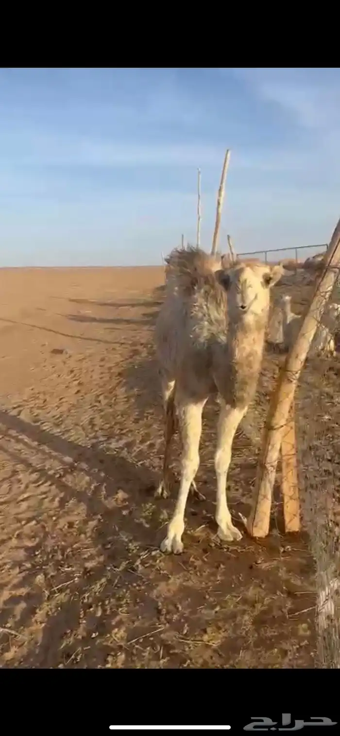 عشراء بايع بنتها قبل شهرين 3