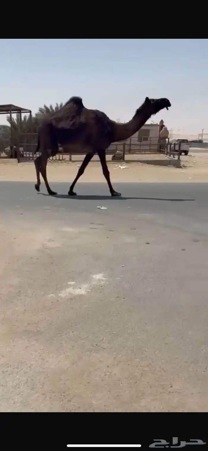 نياق طيبه 3