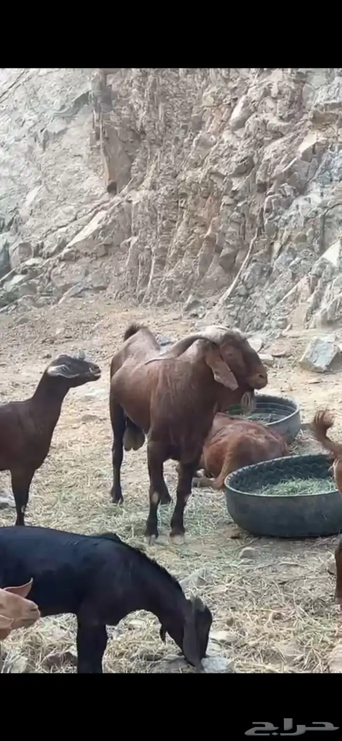 تيس فحل ادهم 2