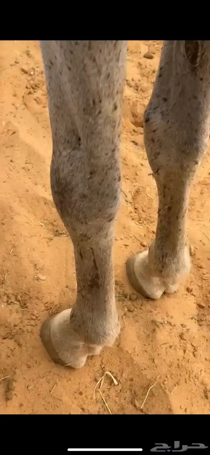 حصان للبيع سبب البيع محتاج دراهم مالي حد 5