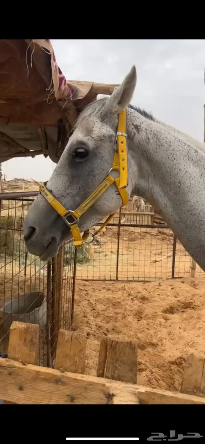 حصان للبيع سبب البيع محتاج دراهم مالي حد 4